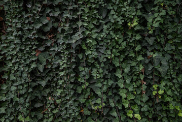 Green leaves background of Canarian ivy foliage. Wall fully covered in leaves - 732007037