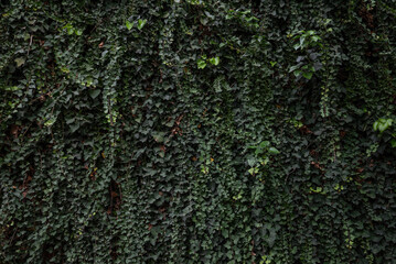 Green leaves background of Canarian ivy foliage. Wall fully covered in leaves