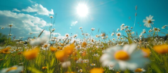 A happy natural landscape with a field of daisies, the sun shines through the clouds in the sky, creating a beautiful scene of flowers and grassland.