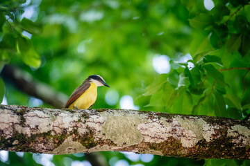 Great kiskadee bird in Trinidad and Tobago Pitangus Sulphuratus tropical