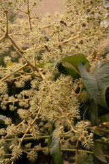 Floral background. Closeup view of Tetrapanax papyrifer, also known as Chinese Rice Plant, yellow flowers, blooming in the garden.	
