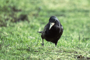 black Eurasian rook walks on green grass in a park looking for food