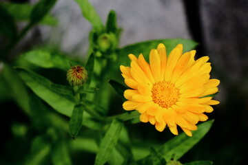 Yellow Calendula officinalis (marigold) close up in a garden