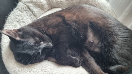 black cat laying on its back, scars healing after spaying