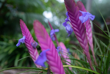 Pink, lilac and blue flowers closeup. Pink quill or tillandsia guatemalensis