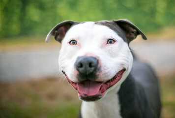 A Pit Bull Terrier mixed breed dog with a big smile on its face