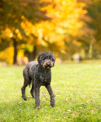 A Standard Poodle dog outdoors