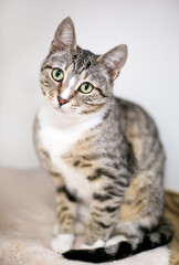 A shorthair cat sitting and listening with a head tilt