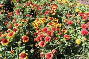 Naklejka premium Jardín Florecido