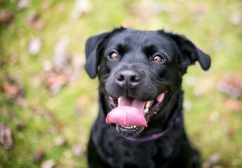 A happy black Labrador Retriever mixed breed dog - obrazy, fototapety, plakaty