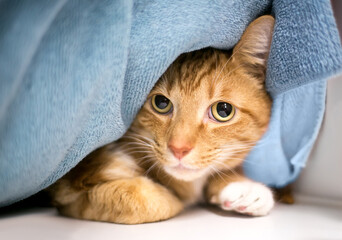 A timid tabby cat hiding under blankets