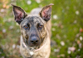 Naklejka na ściany i meble A Dutch Shepherd mixed breed dog with large ears