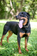 A Rottweiler dog with a long tongue panting