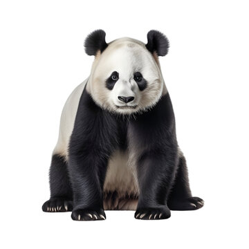 giant panda bear on transparent background PNG image
