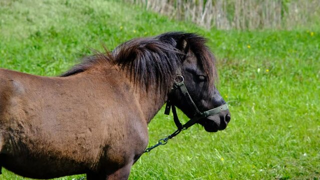 Pony in a green field. Brown pony in the field. Pony walks in the field