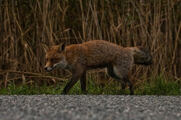 a lone fox on the side of a road in front of some grass