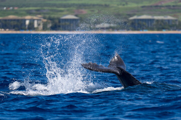 Humpback Whale Baby Tail Slapping near Lahaina, Maui, Hawaii