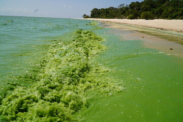 Green water of the Rio Tapajos. Algae bloom in Brazil. For just 3 days in February, the water was...