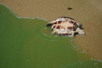 Yellow spotted Amazon river turtle (Podocnemis unifilis) that has swum into the green algae area...