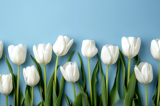 White tulips on blue background top view. Happy spring Holidays. Valentine's day. Birthday. Flower wedding card, invitation, banner