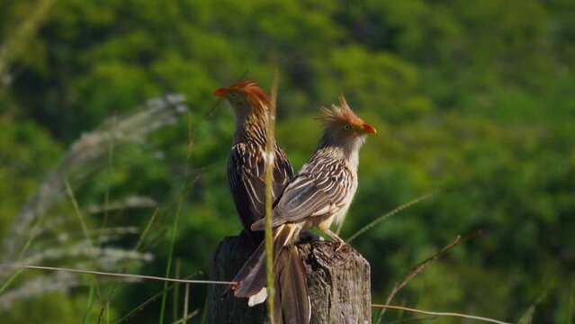 Guira cuckoo birds perched on post