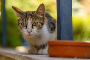 A funny kitten with green eyes was stunned by the meaning of existence in this strange world. Shocked by where this world is going