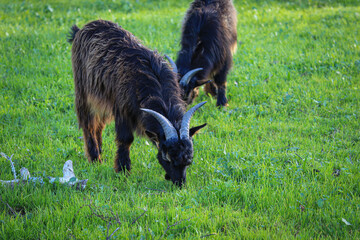 Two goats eating in a green pasture - 732022654