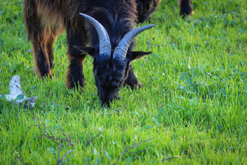 Goat  eating in a green pasture - 732022663