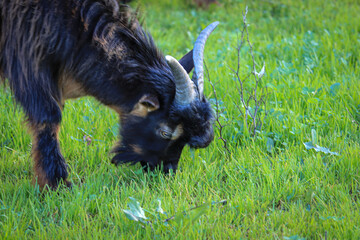 Goat  eating in a green pasture - 732022671