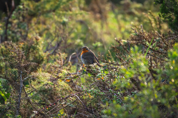 Robin Redbreast posing in a tree branch. European Robin - 732022679