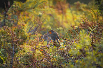 Robin Redbreast posing in a tree branch. European Robin - 732022691