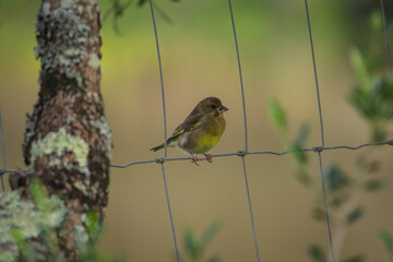 Young European Greenfinch on a fence wire - Chloris chloris, beautiful passerine bird - 732022692