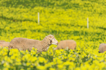 Herd of sheep in a field with grass and yellow flowers - 732022824