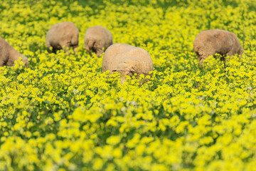 Herd of sheep in a field with grass and yellow flowers - 732022830