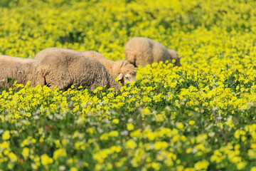 Herd of sheep in a field with grass and yellow flowers - 732022838