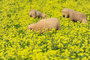 Herd of sheep in a field with grass and yellow flowers - 732022848