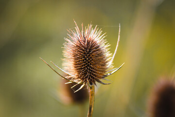 Dried flower in a field meadow