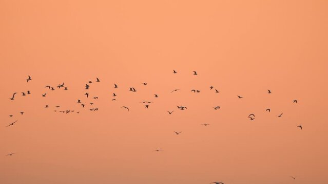 A flock of gulls flying in the evening light during the golden hour - slow motion