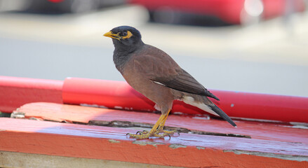 The common myna or Indian myna, sometimes spelled mynah