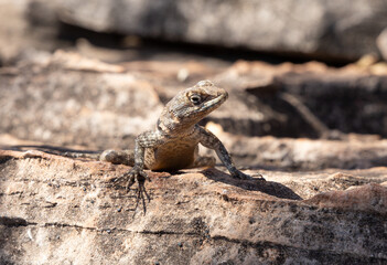 Naklejka na ściany i meble Lizard on the rock. 2