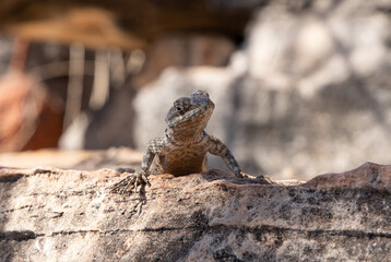 Lizard on the rock