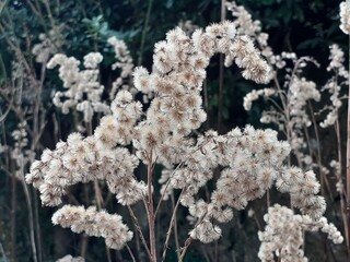 Goldenrod in seed