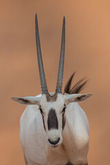 Close up of an Arabian Oryx with long horns, with  yellow desert sand and sky in the background and Arabian oryx (Oryx leucoryx) in the Dubai Desert Conservation Reserve, United Arab Emirates
