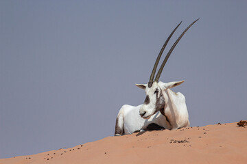 A male Arabian Oryx with long horns, lying down in the yellow desert sand with the sky in the background and Arabian oryx (Oryx leucoryx) in the Dubai Desert Conservation Reserve, United Arab Emirates
