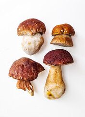 A selection of different types of Boletus Mushrooms isolated on white. - 732027279