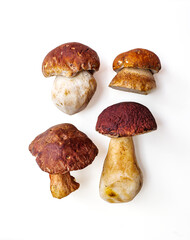 A selection of different types of Boletus Mushrooms isolated on white.