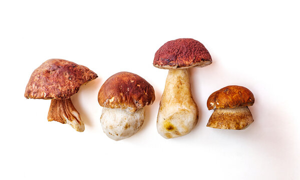 A selection of different types of Boletus Mushrooms isolated on white.