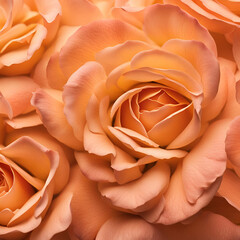 peach rose close up