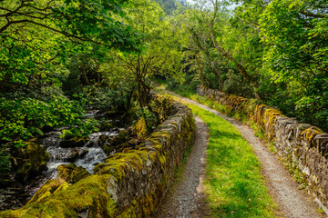 footpath in the forest with stone bridge and a lot of greenery 