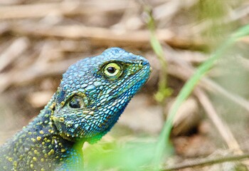 Portrait of a rock agama